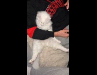 Collab Clips MPUGC - Cat amazed to discover its own feet 