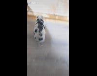 Collab Clips MPUGC2 - Guy scares pig and it turns around and runs away slipping