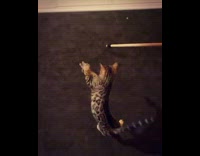 Kitten plays with stick toy slow motion 