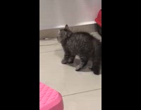 Grey kitten startled by reflection falls off 