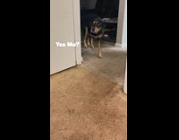 Dog refuses to take a bath