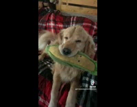 Collab BitchMP - Dog got new corn plushie from grandma 
