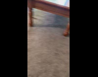 Brown puppy pink collar yellow duck toy 