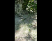 Woman shows tree covered in white mold