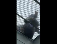 Lady sees girl sitting on skylight pt. 2
