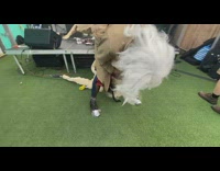 2 people scream and move for interpretive concert 