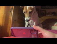 Dog tilt head watch video from phone