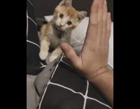Orange Kitten Gives Person High Five