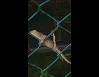 Lizard sleep and hang fence leg split