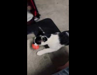 Man playing fetch with cat at garage 