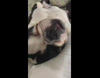 Dog lays on back and snores