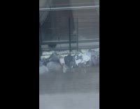 Birds flock on window with  grains of rice pt 2