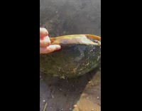 Guy help flip upside down turtle  pond