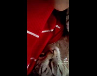 Cat murmurs while sleeping beside hooman