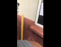 Husky dog grabs puppuccino from starbucks worker  