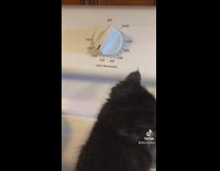 Small black kitten around the house 