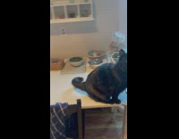 Cat jumps onto mans chest for cuddle