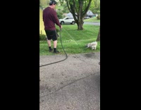 Small white dog chases water hose stream 