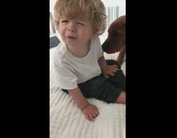 Brown puppy dog licks baby boy crib 
