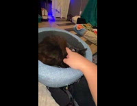 Cat hates to be touched bites hoomans hand