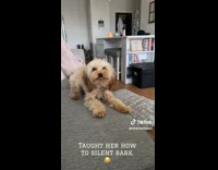 Dog on couch knows how to silent bark 