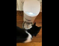 Collab Clips mpugc - Cat figures out automatic pet feeder 