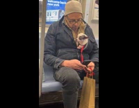 Man has small white chihuahua inside jacket