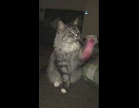 Cat wave paw with pink sponge ball