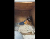 Lady Checks Dog Shed and Finds Kid Inside