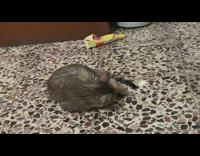 Cat on floor try to eat itself