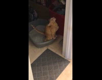 Cat poops on litter box makes faces