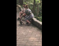 Monkey bothers lady sitting down
