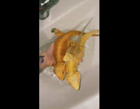 Woman takes bath for all pets