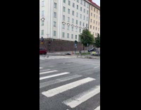 Flock of birds crosses on pedestrian lane