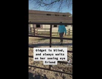 Blind horse and pony are best friends