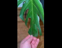 Woman connects leaf piece plant bitten off by puppy