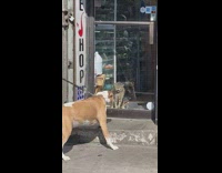 dog barks at bodega cat through store window