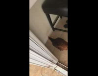 Collab FunBestVids - Hen chicken walks inside sees brown egg 