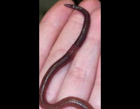 Close up ground worm crawl on hand