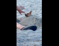 Chihuahua Stays Still in Place under Beach Sand