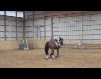 Young girl ride on horse tumble forward