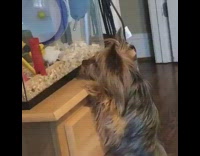 small brown dog stands on hind legs to look at white hamster 