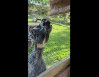 Man make noises while pouring food on goat 