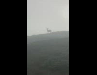 Deer sits to urinate 