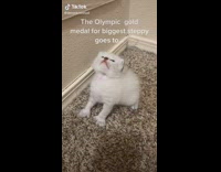 Small white cat takes big step forward after stretching