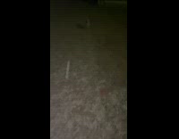 Dog hates to do potty in snow