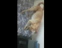 Guy encourages brown dog to dig mattress 