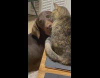 Cat cleans big dogs face