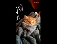 Guy carries orange kitten in grey towel 