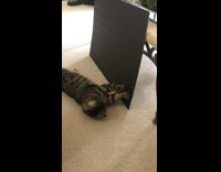 Poster board falls on kitten 